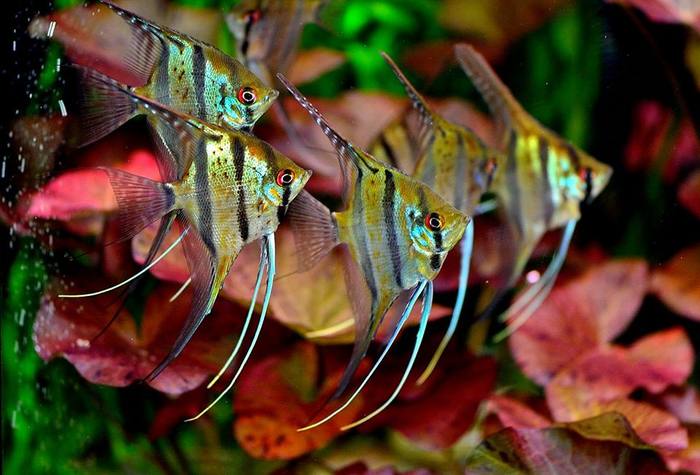 Перуанские альтумы (рио нанай)