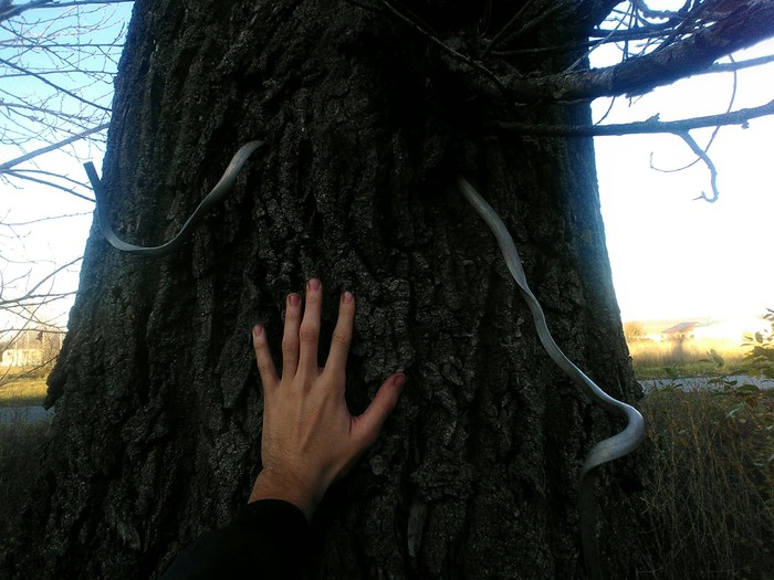 I remember how once upon a time this wire just hung on a bitch - My, Power of nature, Nature, Tree, Time