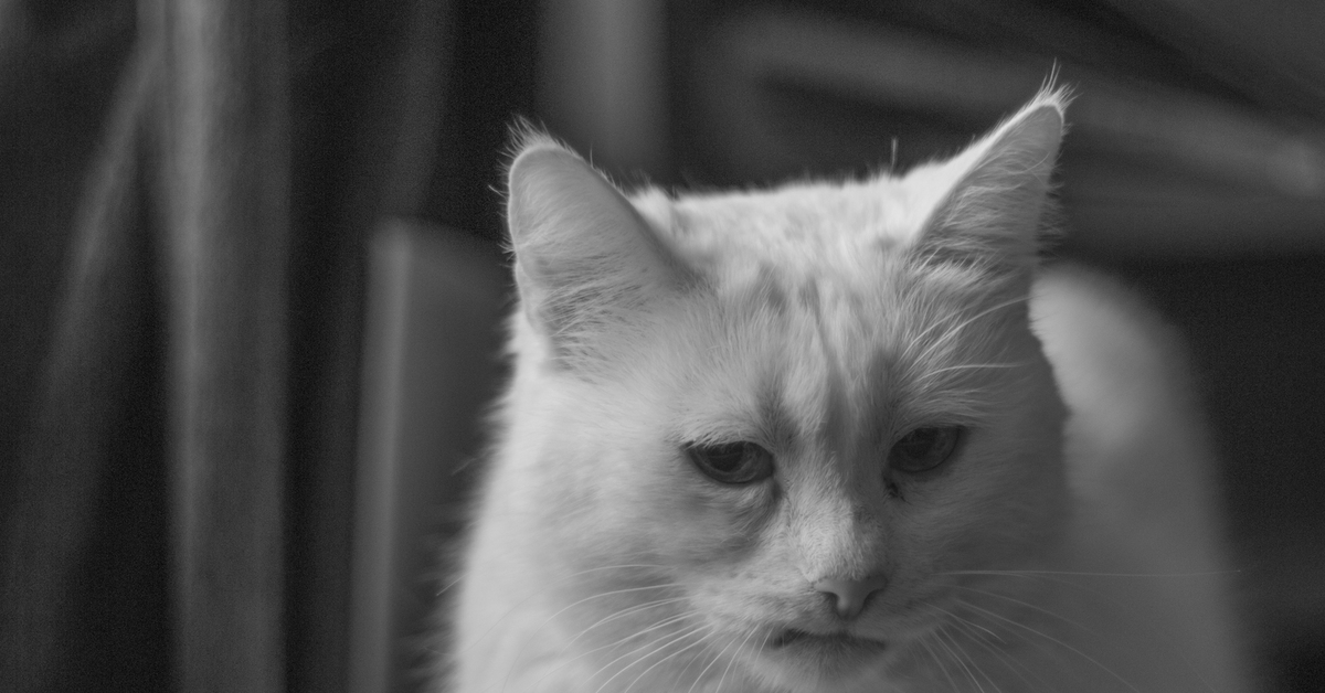 Грустный котик. Грустный кот плачет. Кошка белая грустная фото. Грустные картинки про кошек с надписями. Песня грустной кошки