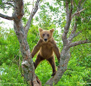 Steeplejack - The Bears, The photo, Photographer Gennady Yusin