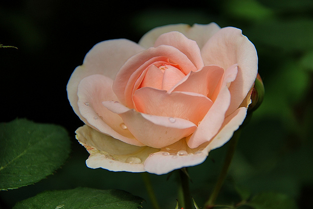 Tenderness - My, the Rose, Houseplants, Home flowers, Longpost