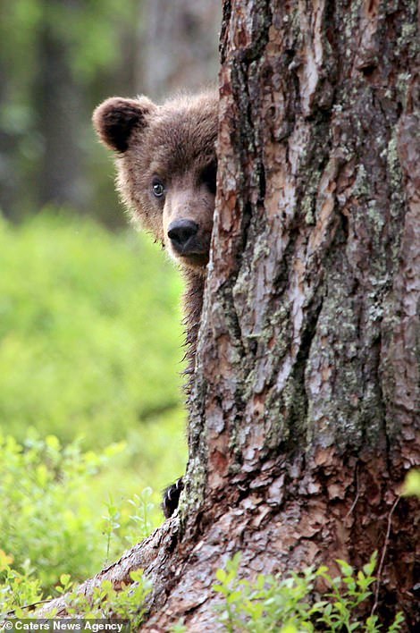 The cutest bears - Bear, Milota, Longpost, Forest, Nature, The photo, The Bears