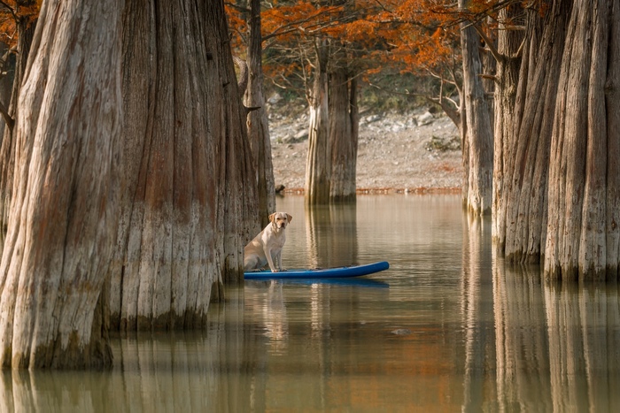 Whoever wants to, and rest ... - Dog, Animals, Swimming, Milota, Humor, The photo