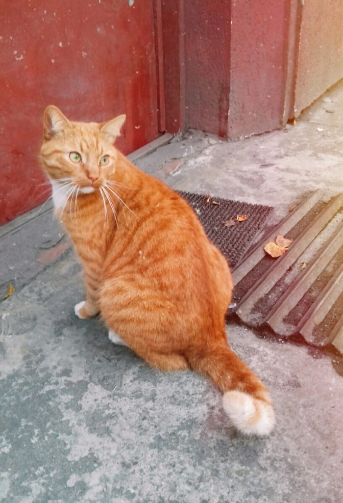 Ginger with beautiful eyes - My, cat, Autumn