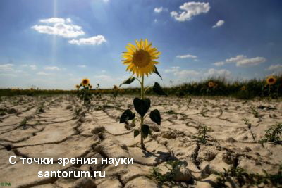 Plants remember drought events and turn on genes to deal with them - Plants, Botany, Physiology, Evolution, Evolution theory, The science, Biology