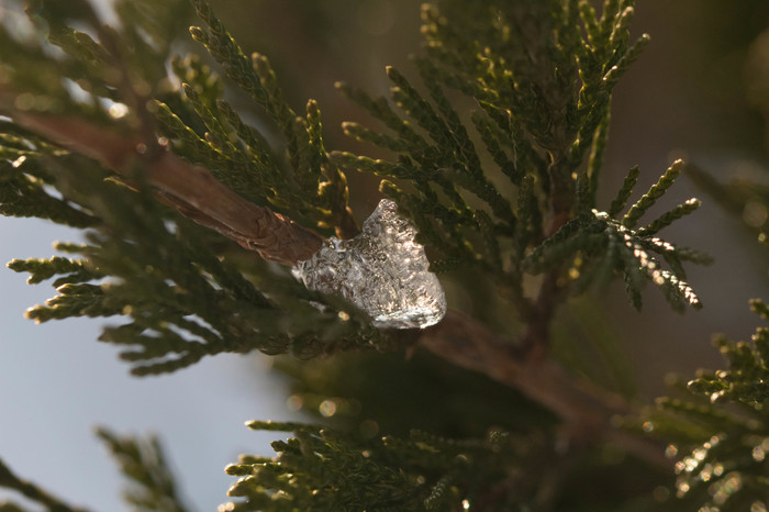 Лед и хвоя 2