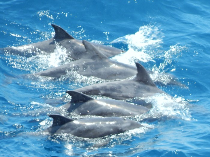 Neighbours - My, Offshore, Africa, Work at sea, Dolphin, Torch, Longpost