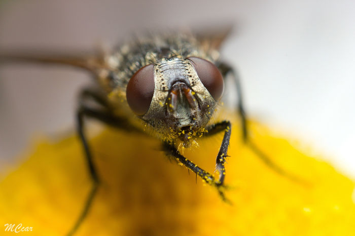 Don't stop eating! - My, The photo, Macro, Macro photography, Insects, Муха, Canon, 