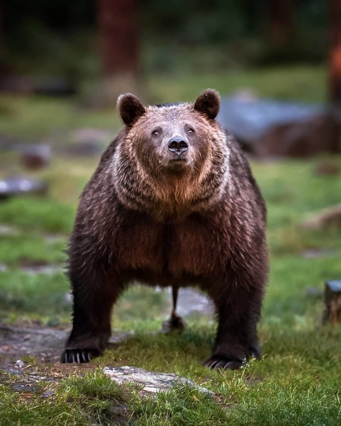 Too many blueberries - The Bears, The photo, Ossi Saarinen