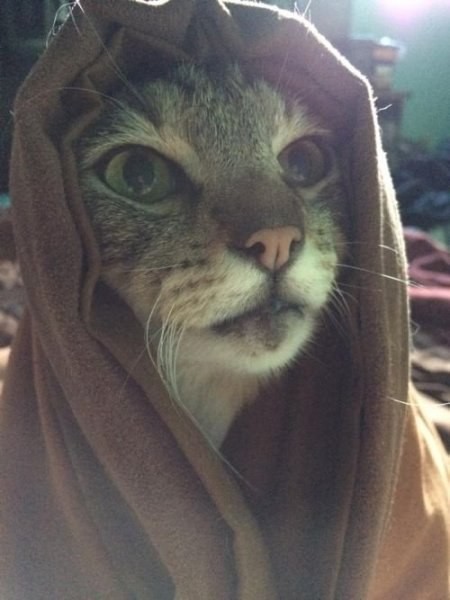      ,   VIII:  , , Star Wars