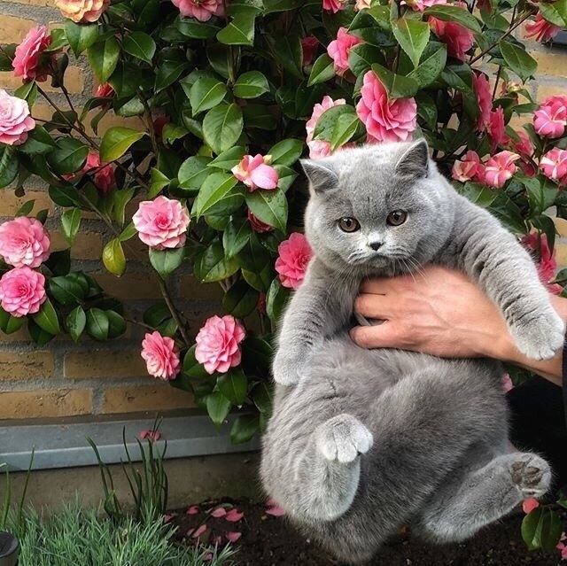 plush beauty - cat, British Shorthair, Flowers, Plush, Milota, Pets