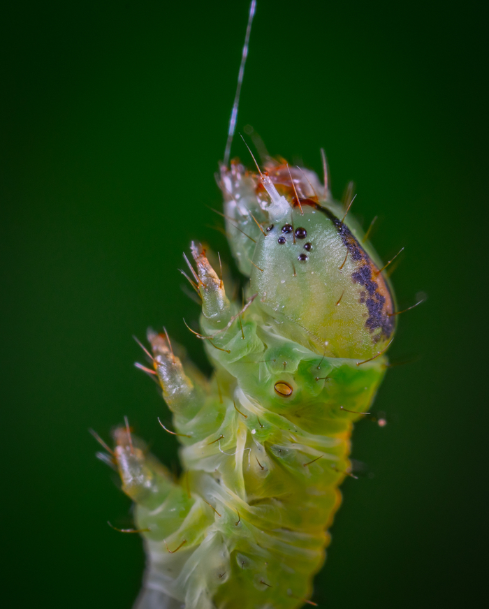 Wee! - My, Caterpillar, Piadenica, Butterfly, Insects, Mp-e 65 mm, Macro, Macrohunt, Macro photography