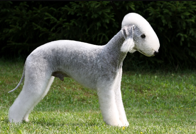 About dog breeds №67. - Dog, Dog breeds, Bedlington Terrier, Longpost