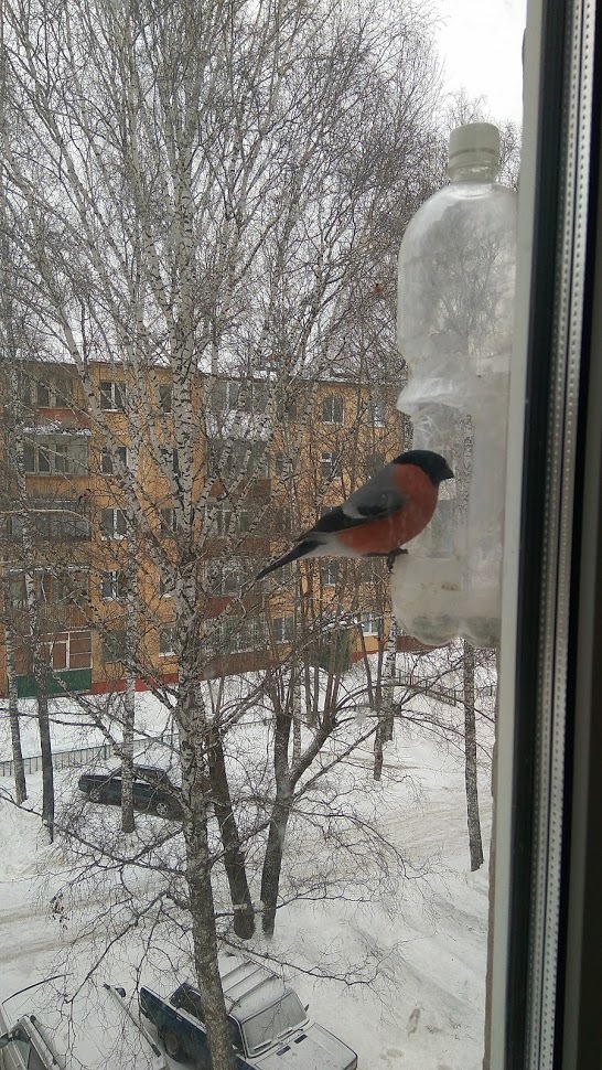 Birds of Tomsk - My, Birds, Tomsk, Trough, Longpost