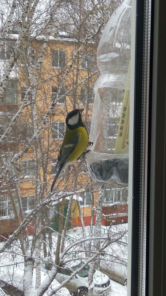 Birds of Tomsk - My, Birds, Tomsk, Trough, Longpost