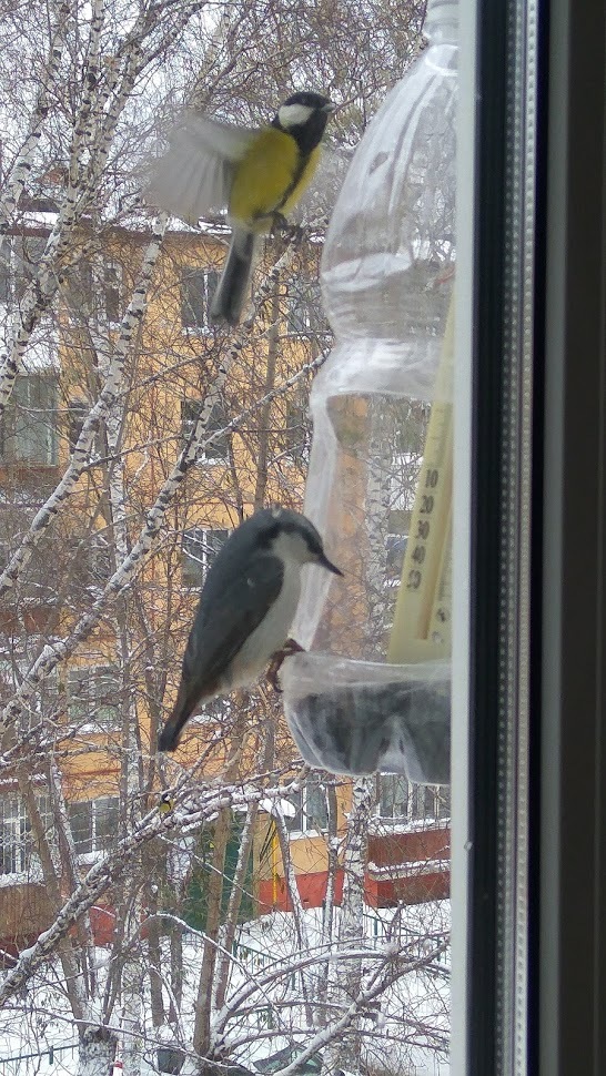 Birds of Tomsk - My, Birds, Tomsk, Trough, Longpost