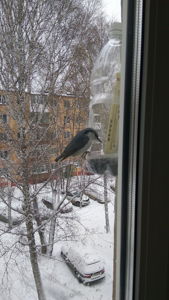 Birds of Tomsk - My, Birds, Tomsk, Trough, Longpost