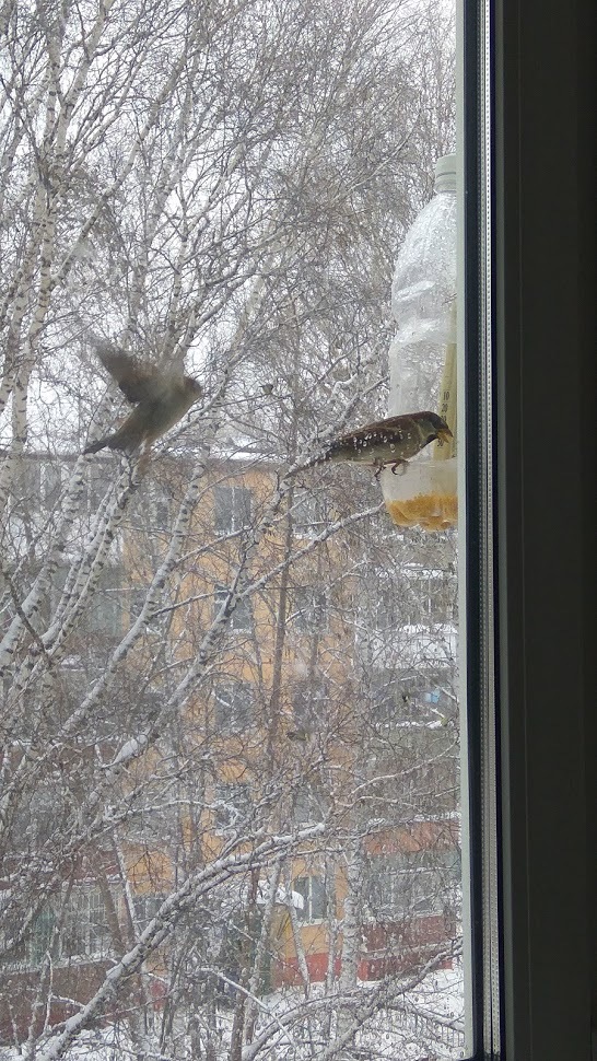 Birds of Tomsk - My, Birds, Tomsk, Trough, Longpost