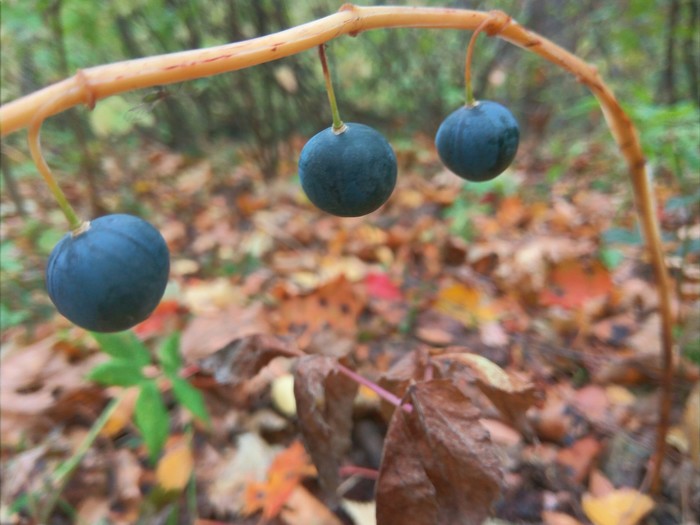 Help identify - My, Berries, , What's this?, Forest, Nature, Longpost, Yummy