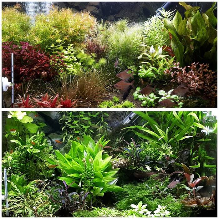 Аквариум нашей одноклубницы: в начале и сейчас