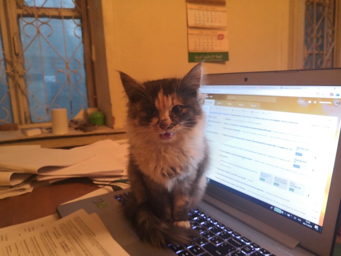 New PTO employee - My, cat, Work