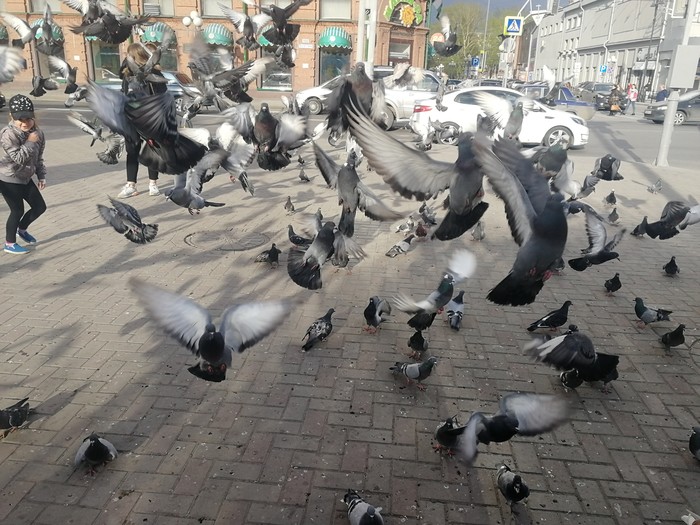 The swing of doves. - My, Pigeon, swipe, Photo on sneaker