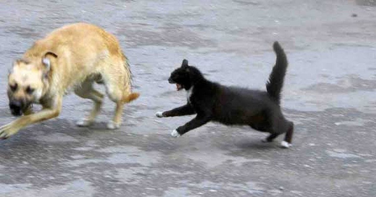Кошки гоняют собак. Кошка атакует собаку. Драка кошки и собаки. Кот нападает.
