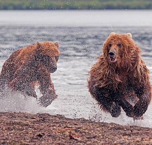 bear racing - Bear, The photo, Photographer Denis Budkov, The Bears