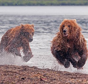 Медвежьи скачки - Медведь, Фотография, Фотограф Денис Будьков, Медведи