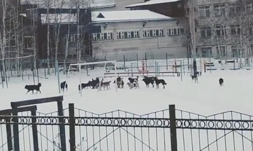 In Tynda, stray dogs live on the territory of school No. 7 and even enter the building! - Homeless animals, Stray dogs, Children, School, Dog