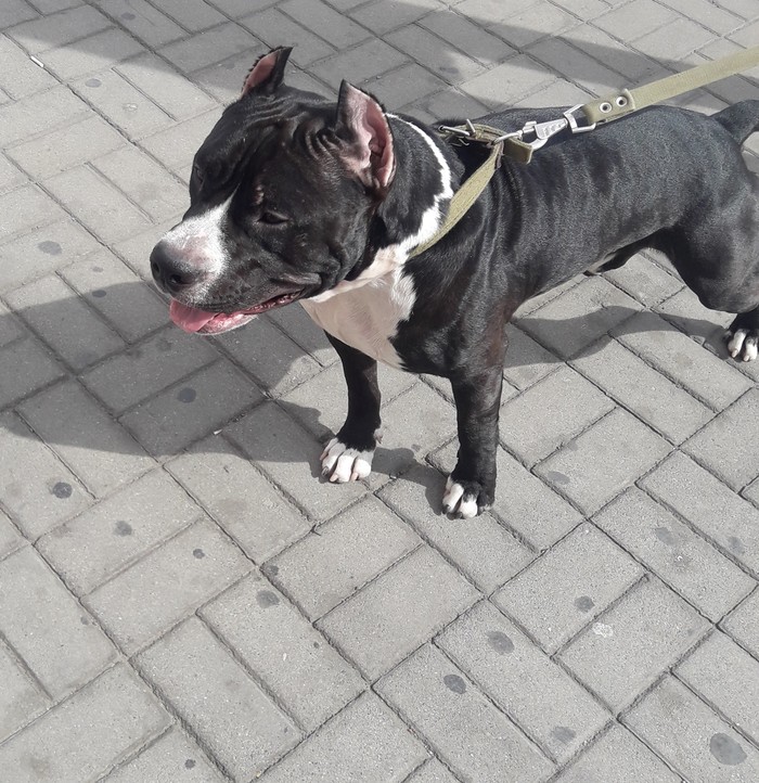 ��� "���������" ��