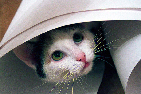 Who is there? - Catomafia, cat, The photo