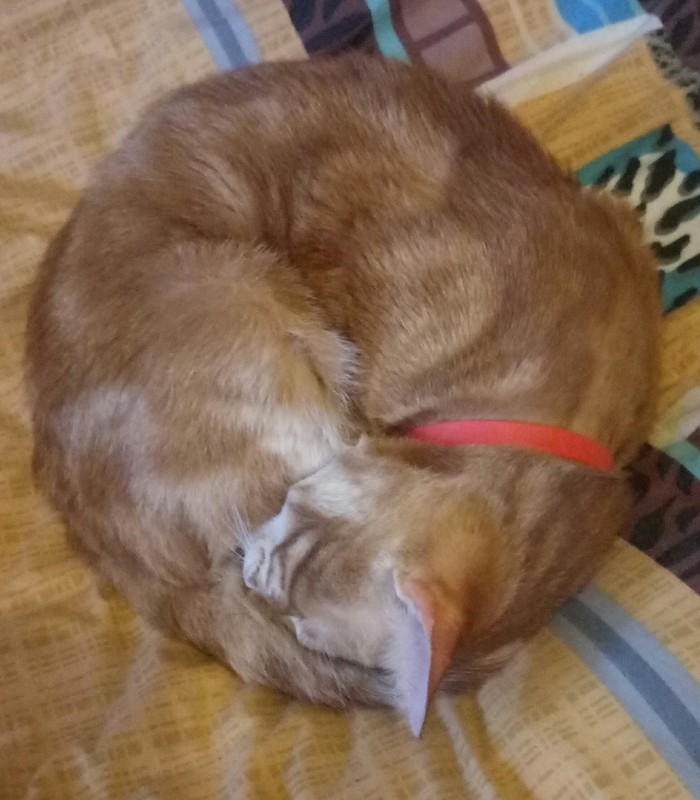 �������� �������)