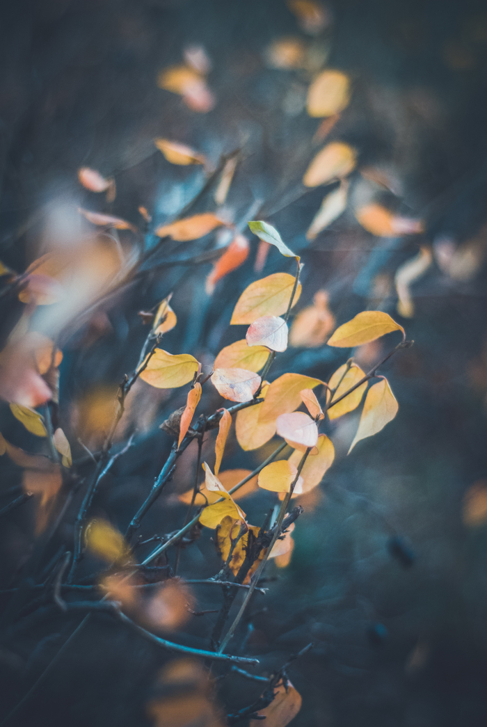 Echoes of Autumn - My, The photo, Beginning photographer, Nikon d80