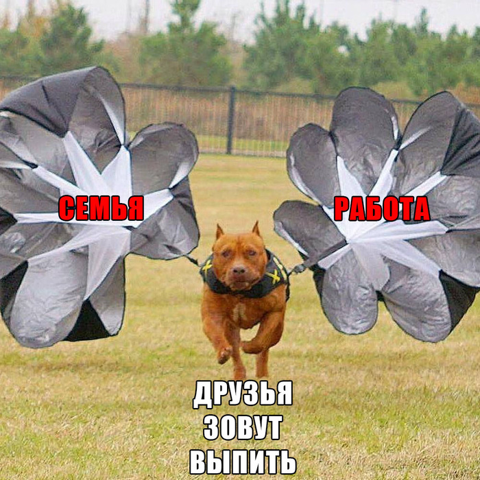 Me when friends call for a drink - Humor, Memes, Dog, Dog attack, Parachute, Booze, Пьянство