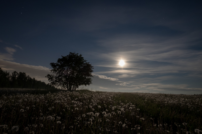 moon dandelions - My, The photo, moon, Dandelion, Night