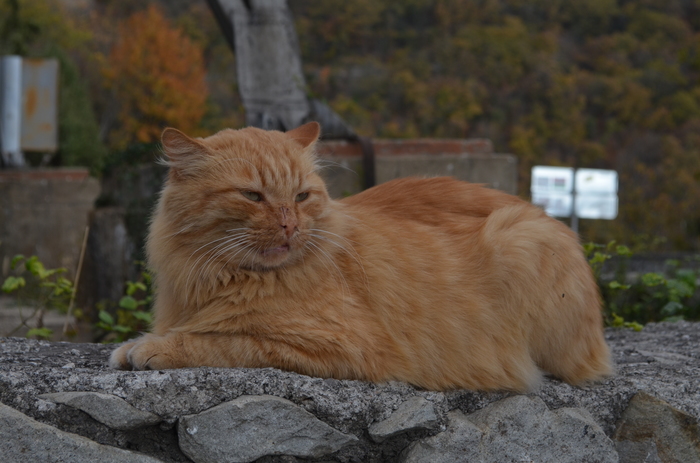 Autumn cat. - My, cat, Foros Church, Autumn, The photo