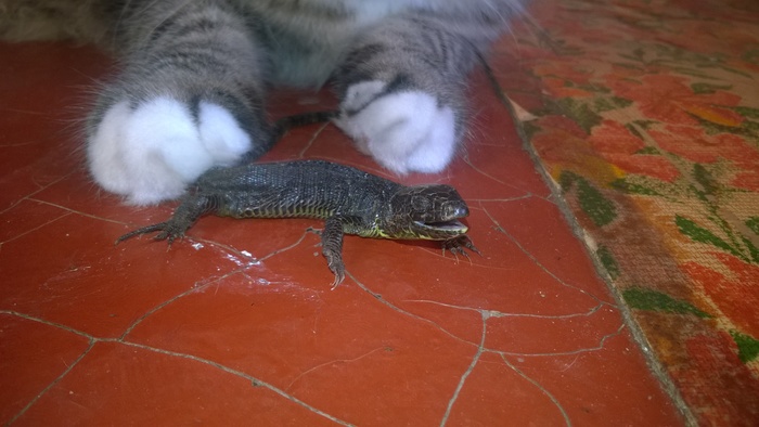 Offended ... - My, Catomafia, Hunting, Lizard, cat