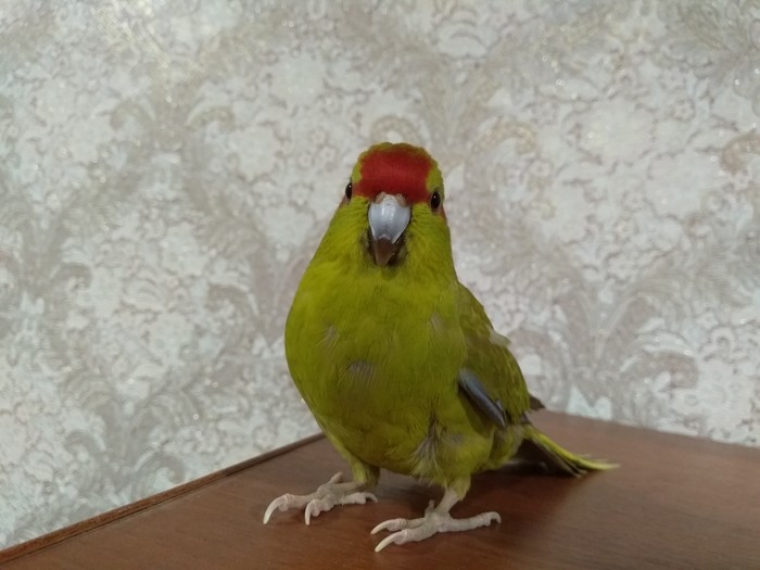 Parrot Klepa - My, A parrot, , Friend, Longpost, Kakariki (Jumping Parrots)