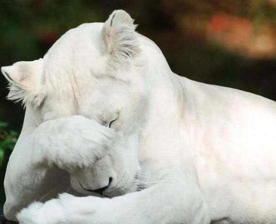 Beautiful albino animals - The photo, Images, Animals, Albino, Longpost, cat