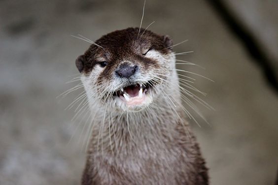 Ulibochka - The photo, Otter, Smile