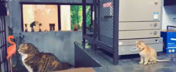 Щас я ему втащу...