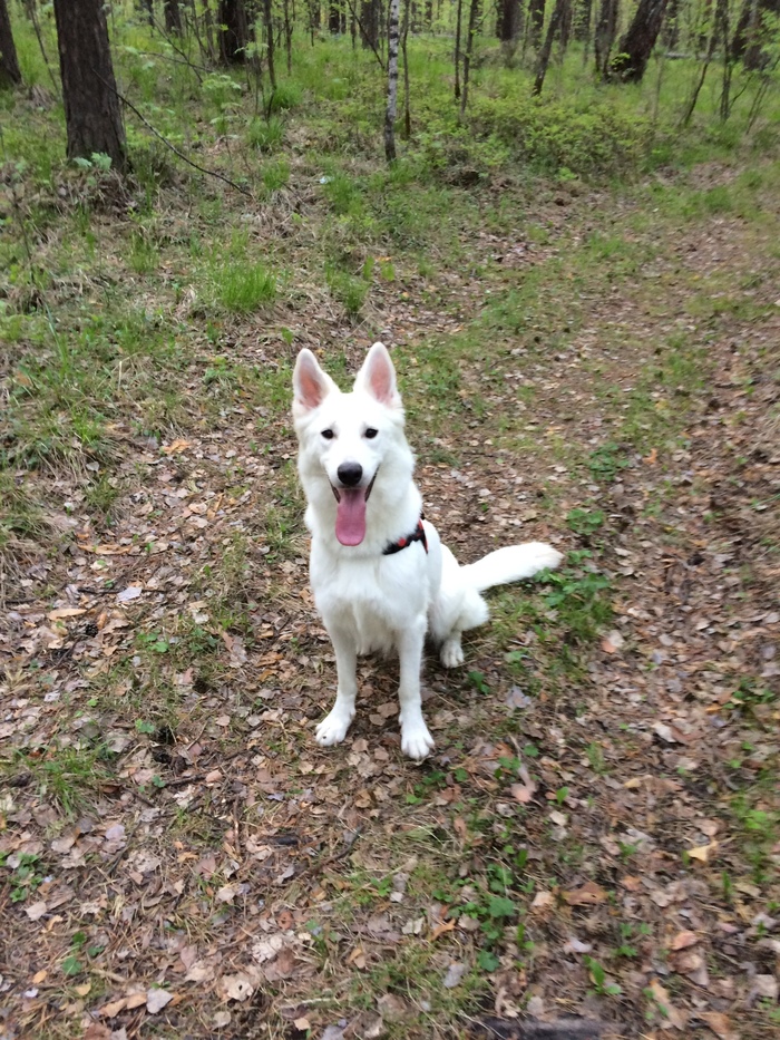 White Swiss Shepherd - Ursa. My dog ??and her puppies. - My, GIF, Forest, Dog, White swiss shepherd, , Longpost, Sheepdog, The photo