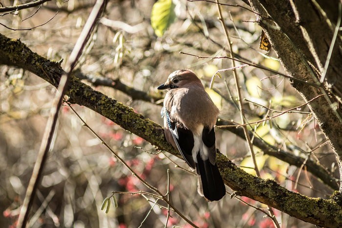 Jay. Just a jay - My, The photo, wildlife, Bird watching, Jay, Autumn, Forest