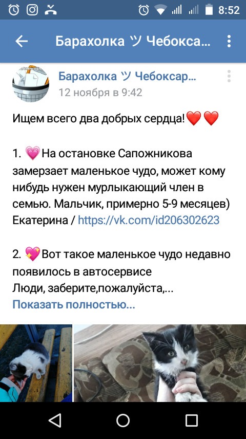 Purring cock - Announcement, cat, Cheboksary