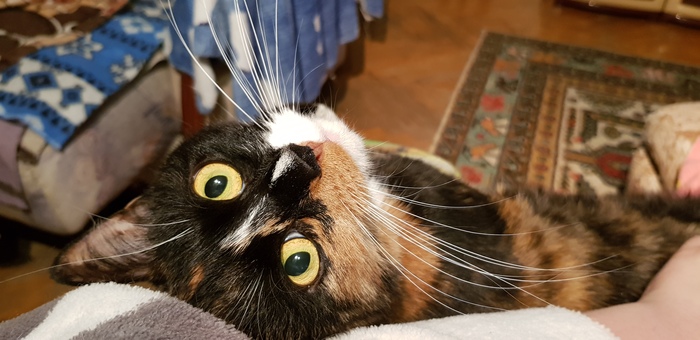 �� ����� �����, �?