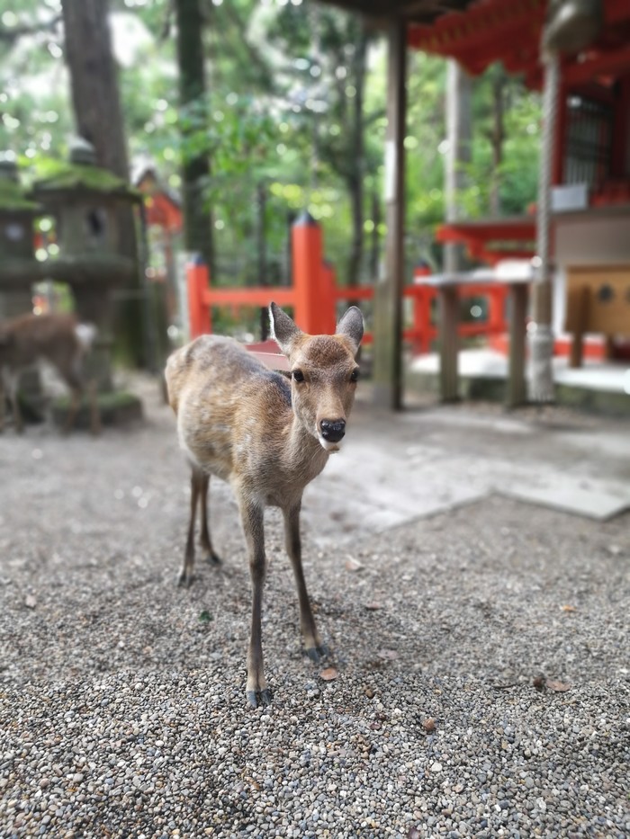 Fawn from Japan - Japan, My, Milota, Deer, Deer