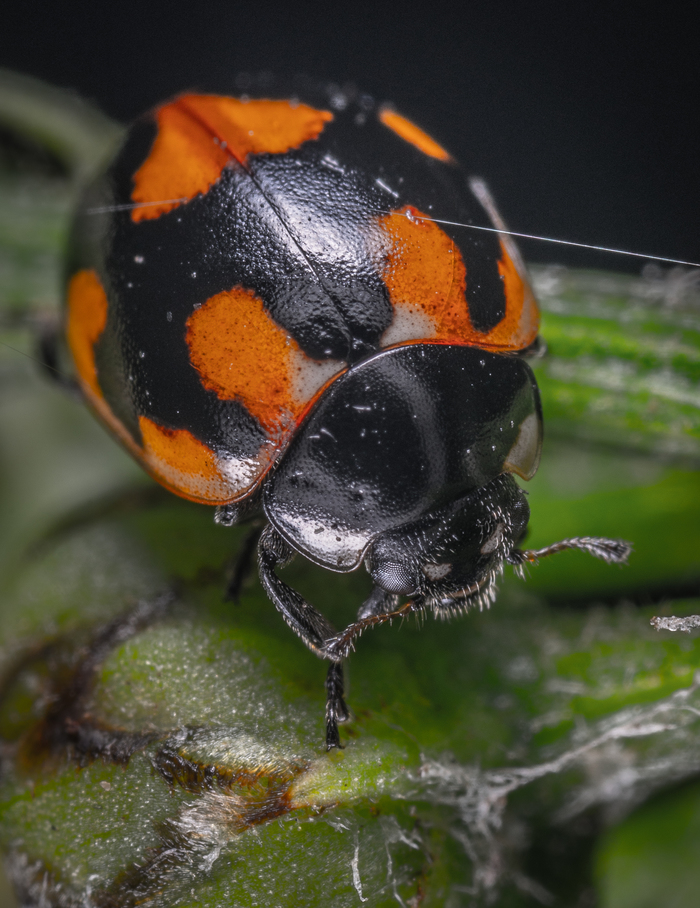 ladybug - My, Macro, Macrohunt, ladybug, Жуки, Insects, Mp-e 65 mm, The photo, Macro photography