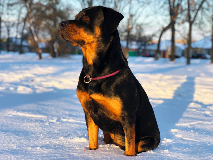 The first snow has come - My, Rostov-on-Don, The photo, Snow, Winter, The park, Dog, iPhone, Morning