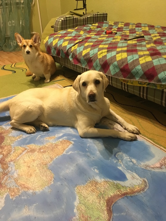 Let's try to conquer the world - My, Dog, Labrador, Welsh corgi pembroke, Corgi